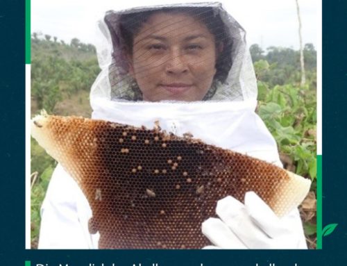 Dia Mundial das Abelhas: conheça o trabalho da Ambientare de resgate e manejo da espécie exótica