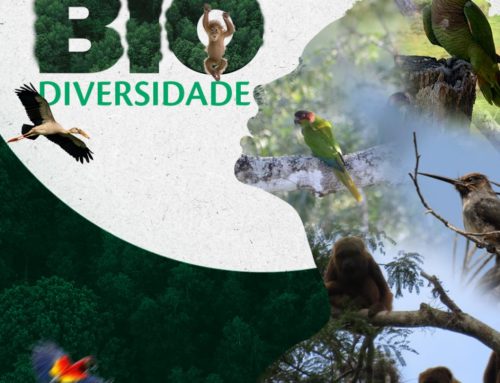 Dia Internacional da Biodiversidade: conheça projetos da Ambientare de proteção da fauna brasileira